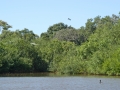 “Within half an hour I had seen more bird species than before in so short a time, including snow-white great egrets, thick-necked tiger-herons, Amazon kingfishers, cormorants (usefully called “big divers” in Portuguese), a few piping-guans, and the graceful roseate spoonbill, a flash of pink skimming the water’s skin.” [p.108]
