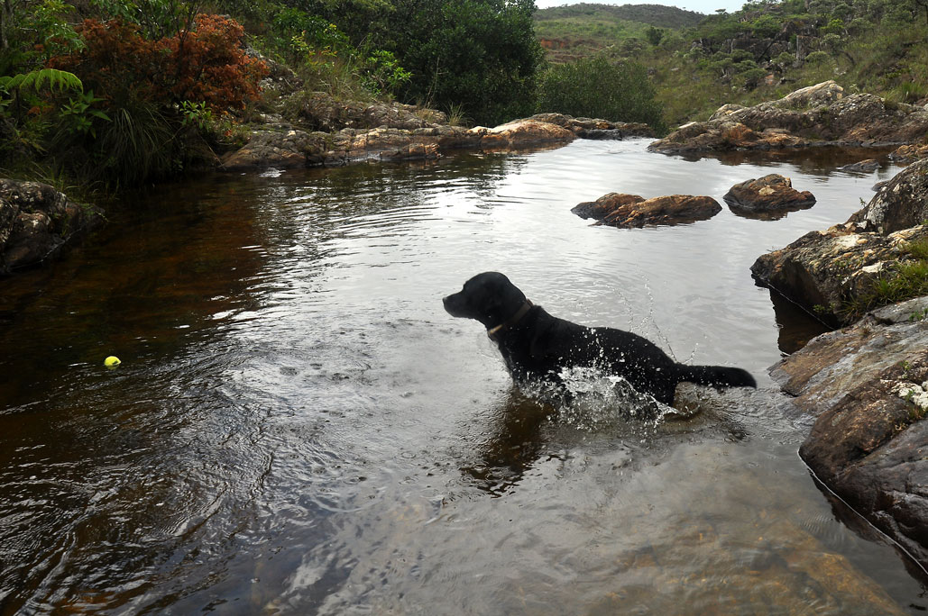 Ball retrieving in Mangue waterfalls, his favorite outing