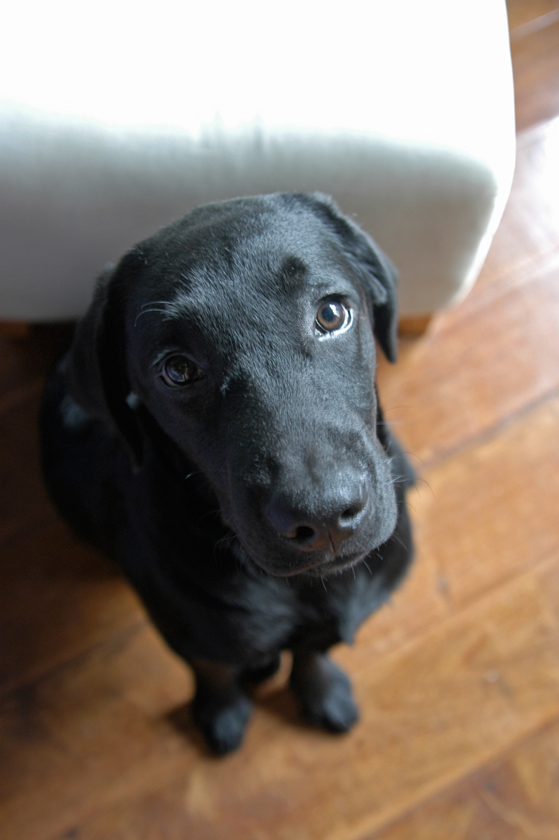 Puppy portrait at 5 months