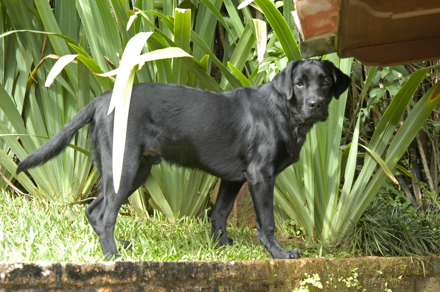 Showing his good form at 8 months – his father was a World Champion in Breed