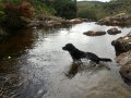 Ball retrieving in Mangue waterfalls, his favorite outing