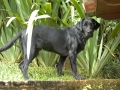 Showing his good form at 8 months – his father was a World Champion in Breed