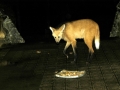 The beautiful Maned wolf, with his distinctive black boots, comes some evenings for left-overs left by the priests