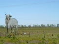 Roadside cattle, near Campestre do Maranhão, MA