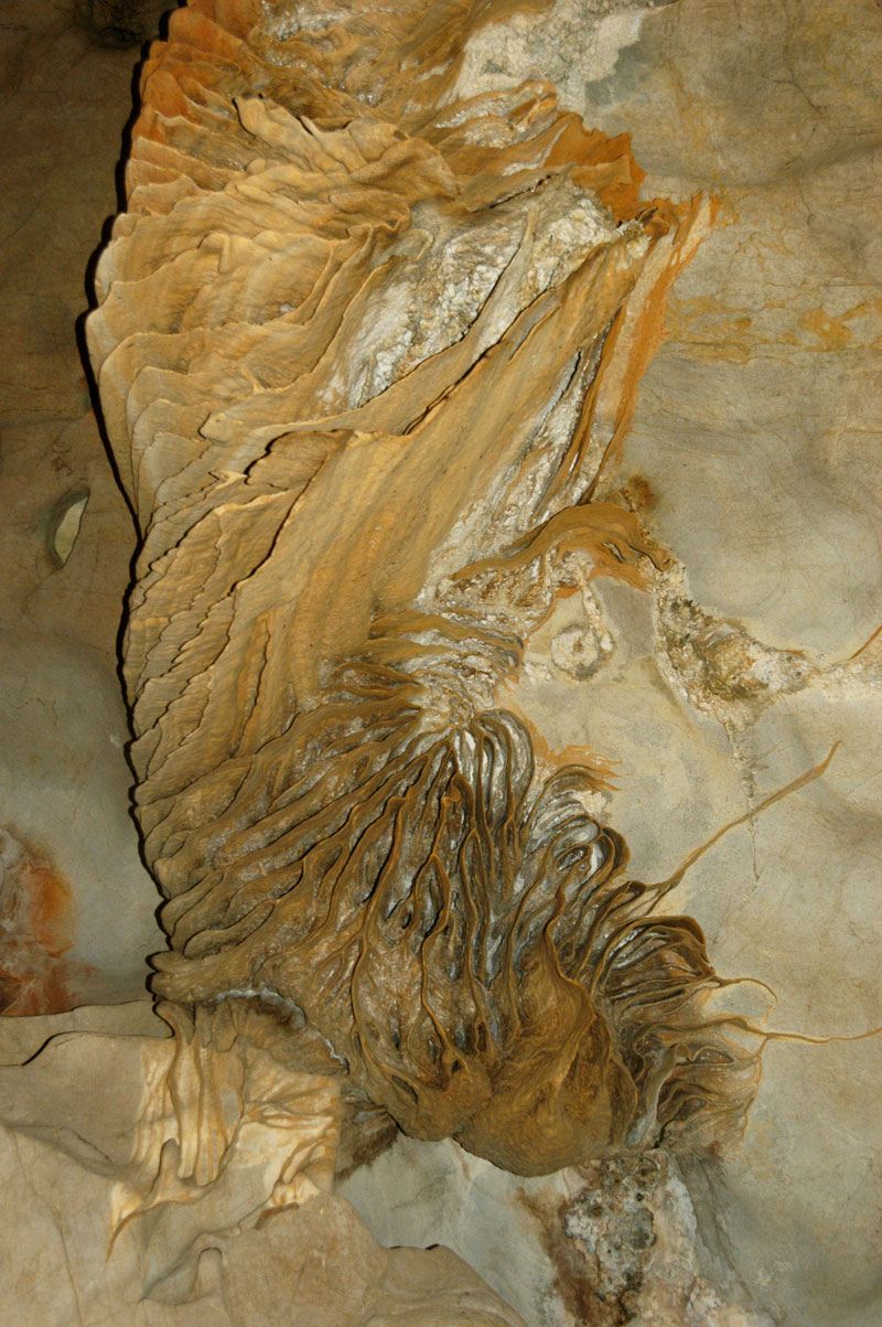 Sea fossil in one of the kilometer-deep caves